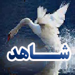 تصویر شــاهد
