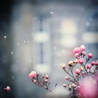 تصویر رز